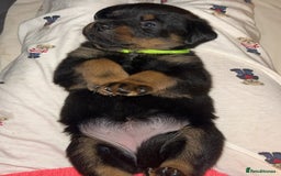 Rottweiler dogs for sale: Beautiful Rottweiler pups  - Image 27