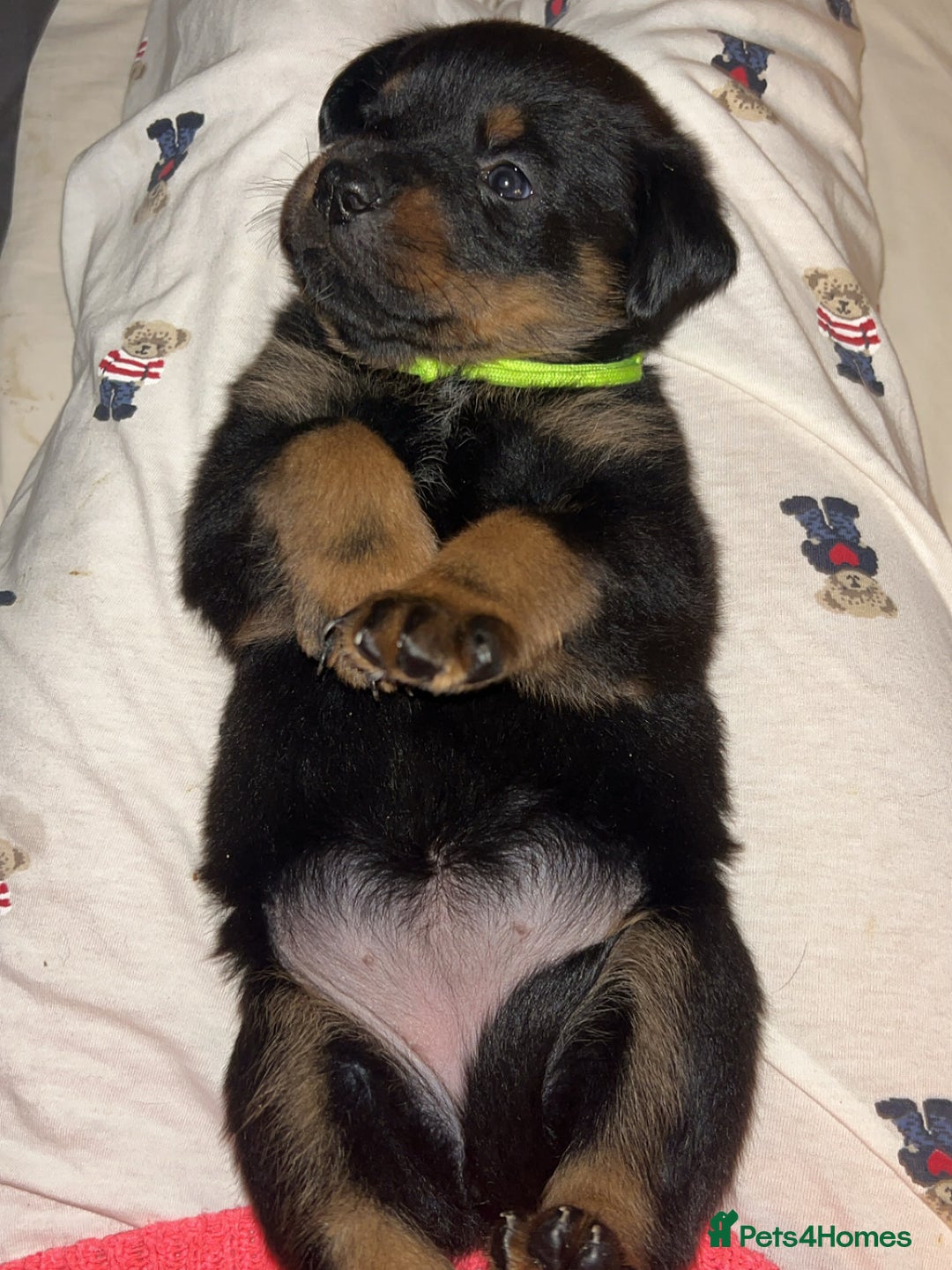 Rottweiler dogs for sale: Beautiful Rottweiler pups  - Image 27