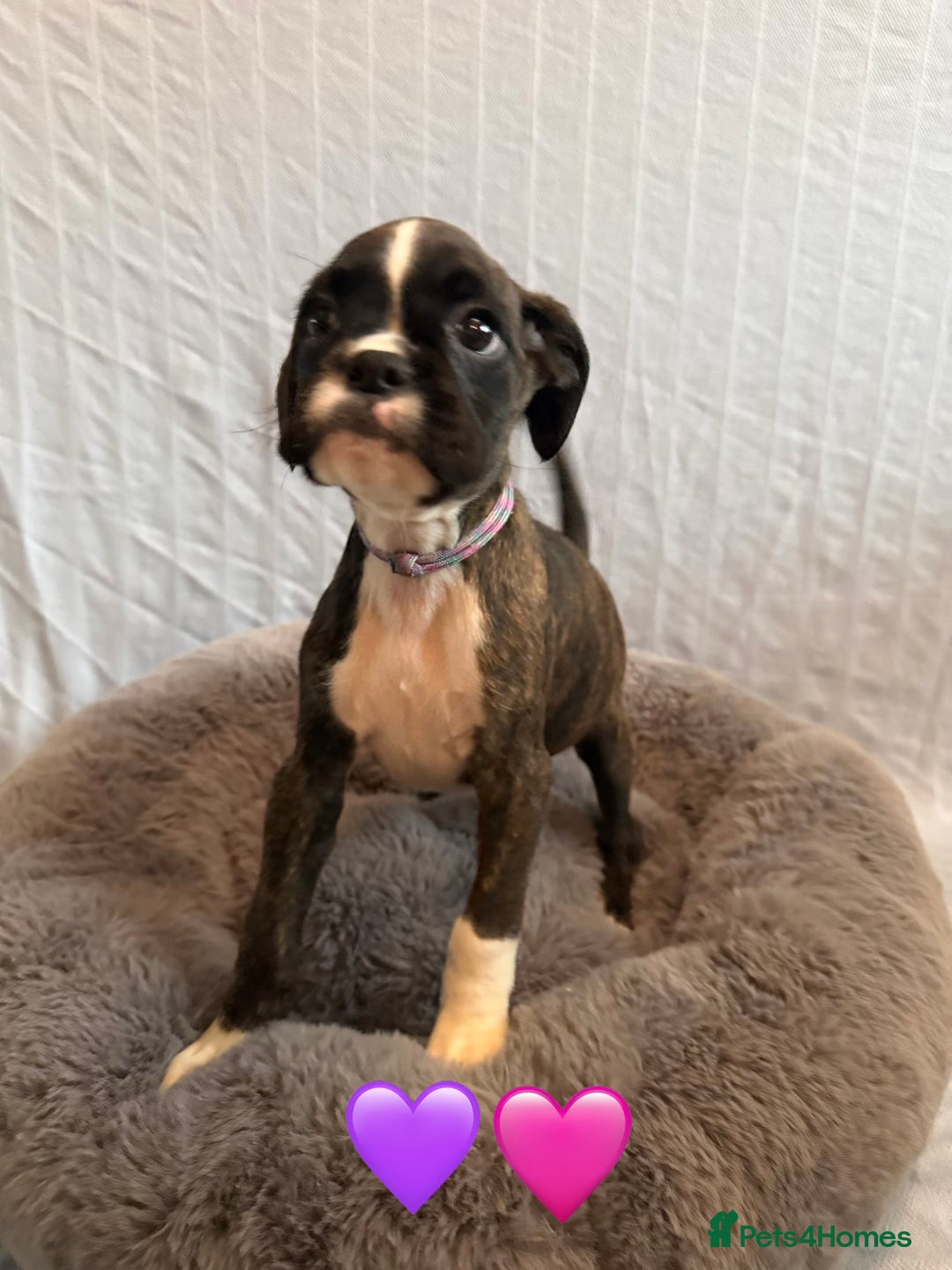 Boxer dogs for sale: 5 KC Reg Brindle Boxer Puppies. - Advert 11