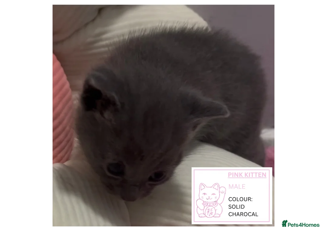 British Shorthair cats for sale: British Blue x Turkish Angora Stunning Kittens! - Advert 13