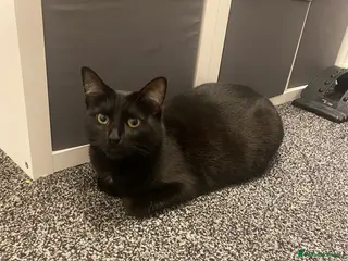 British Shorthair cats Hazel Black Short Hair - Advert 16