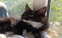 Maine Coon cats for sale: Maine-Coon kittens  - Image 14