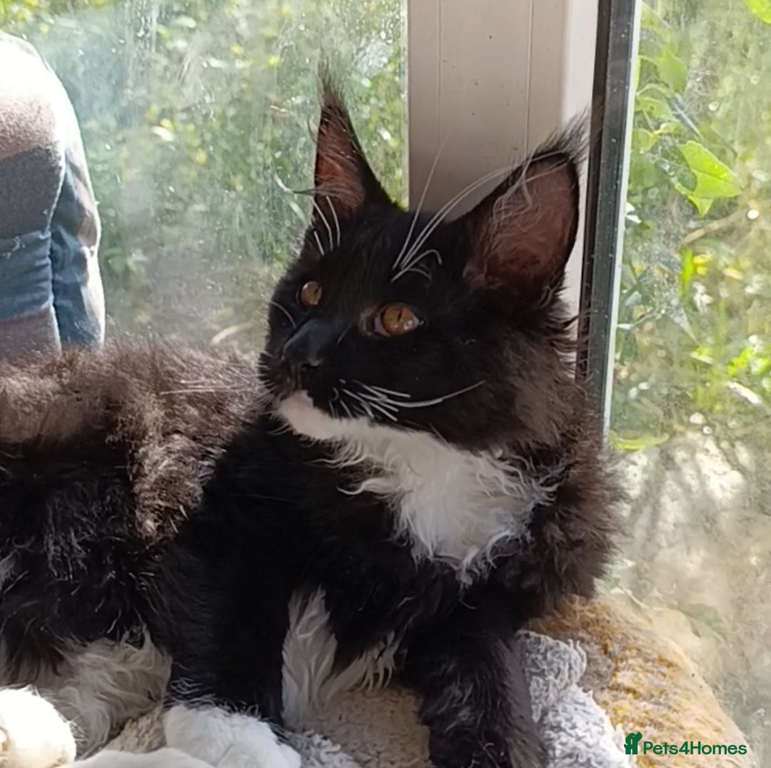 Maine Coon cats for sale: Maine-Coon kittens  - Image 14