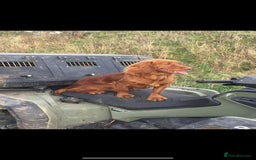 Cocker Spaniel dogs for sale: KC registered Red Cocker Spaniel Pups  - Image 24