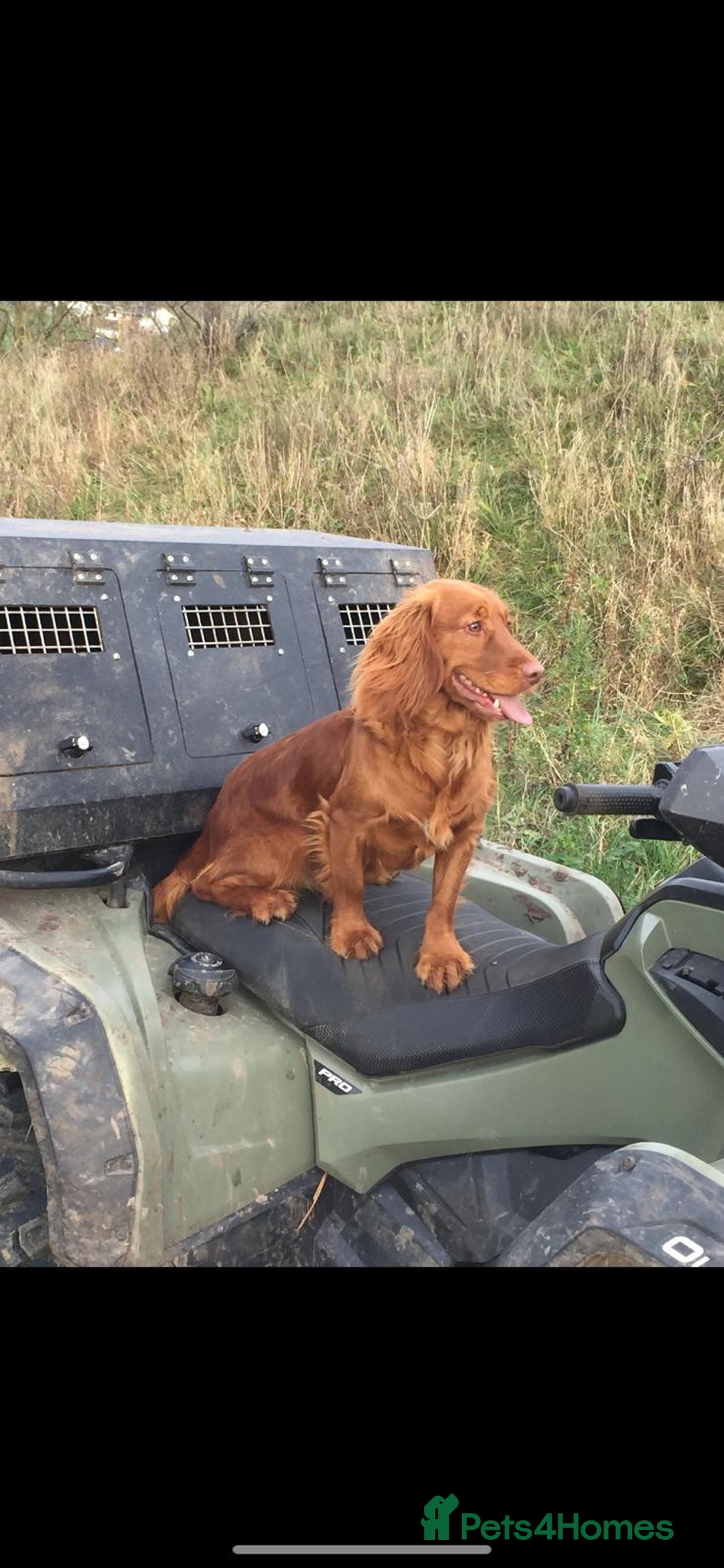 Cocker Spaniel dogs for sale: KC registered Red Cocker Spaniel Pups  - Image 24
