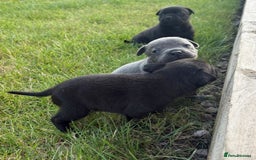 Staffordshire Bull Terrier dogs for sale: Beautiful staffordshire bull terrier puppies  - Image 5