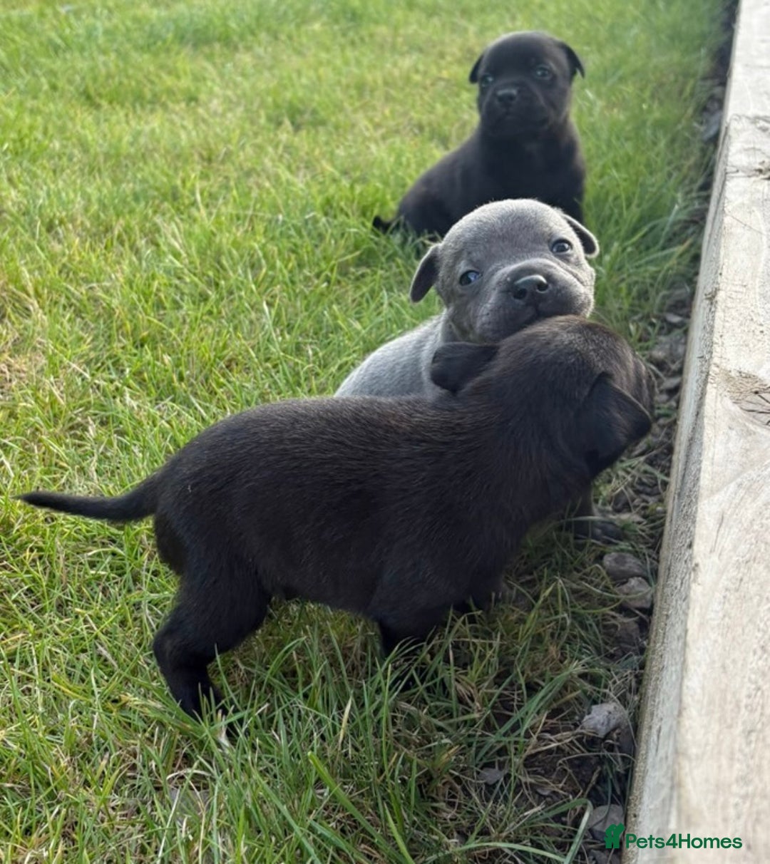 Staffordshire Bull Terrier dogs for sale: Beautiful staffordshire bull terrier puppies  - Image 5