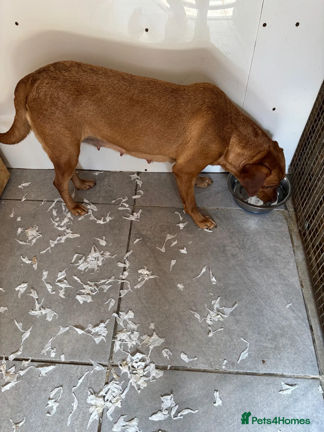 Labrador Retriever dogs for sale: Yellow Labrador puppies  in Malton - Advert 2