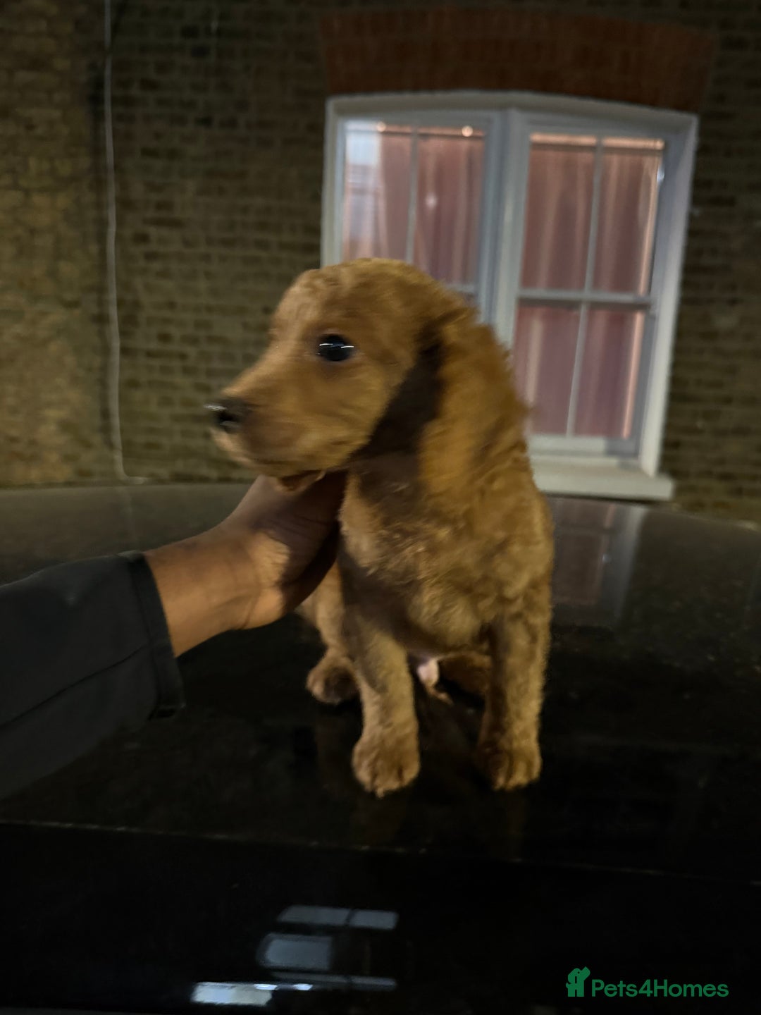 Mixed Breed dogs for sale: MINI POODLE  - Image 5