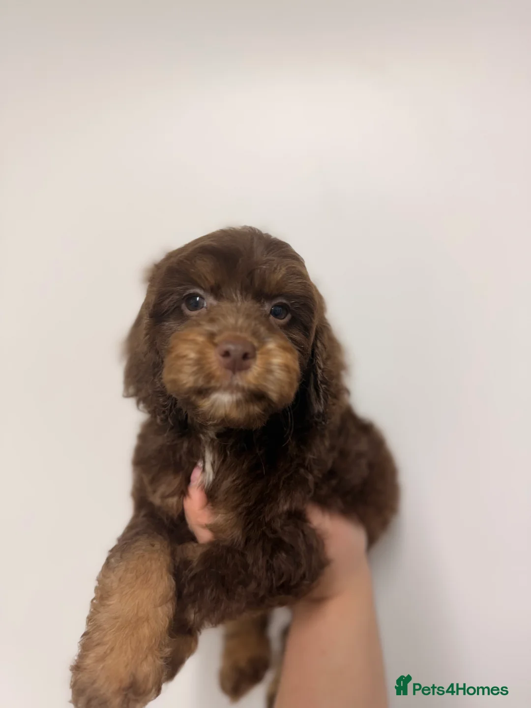 Cockapoo dogs for sale: LAST BOY REDUCED- Health Tested toy cockerpoos  - Advert 25