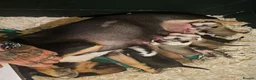 English Bull Terrier dogs for sale: English bullterrier pups for sale - Advert 19