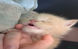 Maine Coon cats for sale: Beautiful Maine Coon Kittens - Image 23
