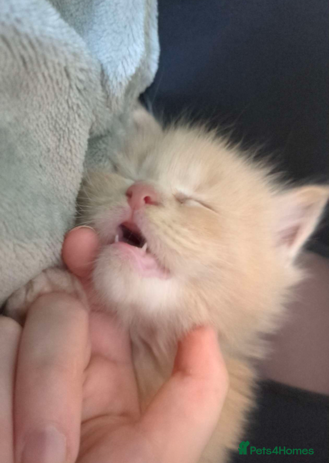 Maine Coon cats for sale: Beautiful Maine Coon Kittens - Image 23