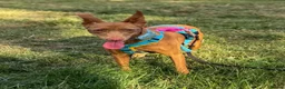Ibizan Hound dogs for adoption: Cris - sweet female Podenco  in Ware - Advert 16