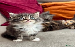 Mixed Breed cats for sale: Maine-coon / Ragdoll Kittens  - Image 1
