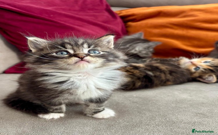 Mixed Breed cats - Advert 2