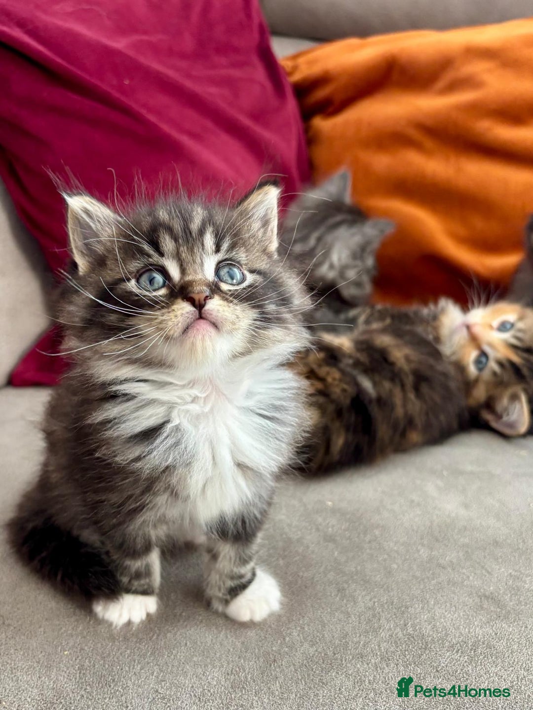Mixed Breed cats for sale: Maine-coon / Ragdoll Kittens  - Image 1