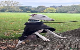 Italian Greyhound dogs for stud: MR RALPH AT STUD ( HEALTH TESTED ) - Image 2