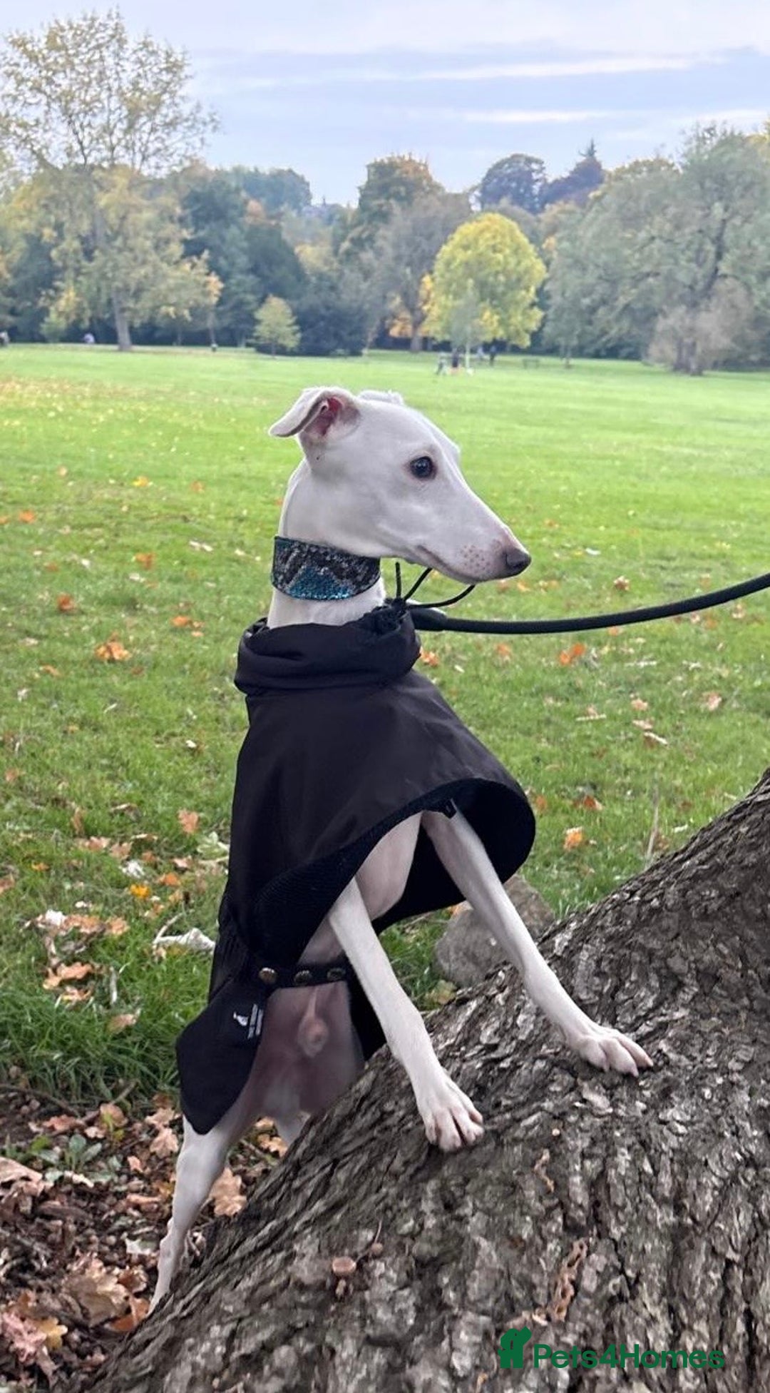 Italian Greyhound dogs for stud: MR RALPH AT STUD ( HEALTH TESTED ) - Image 2