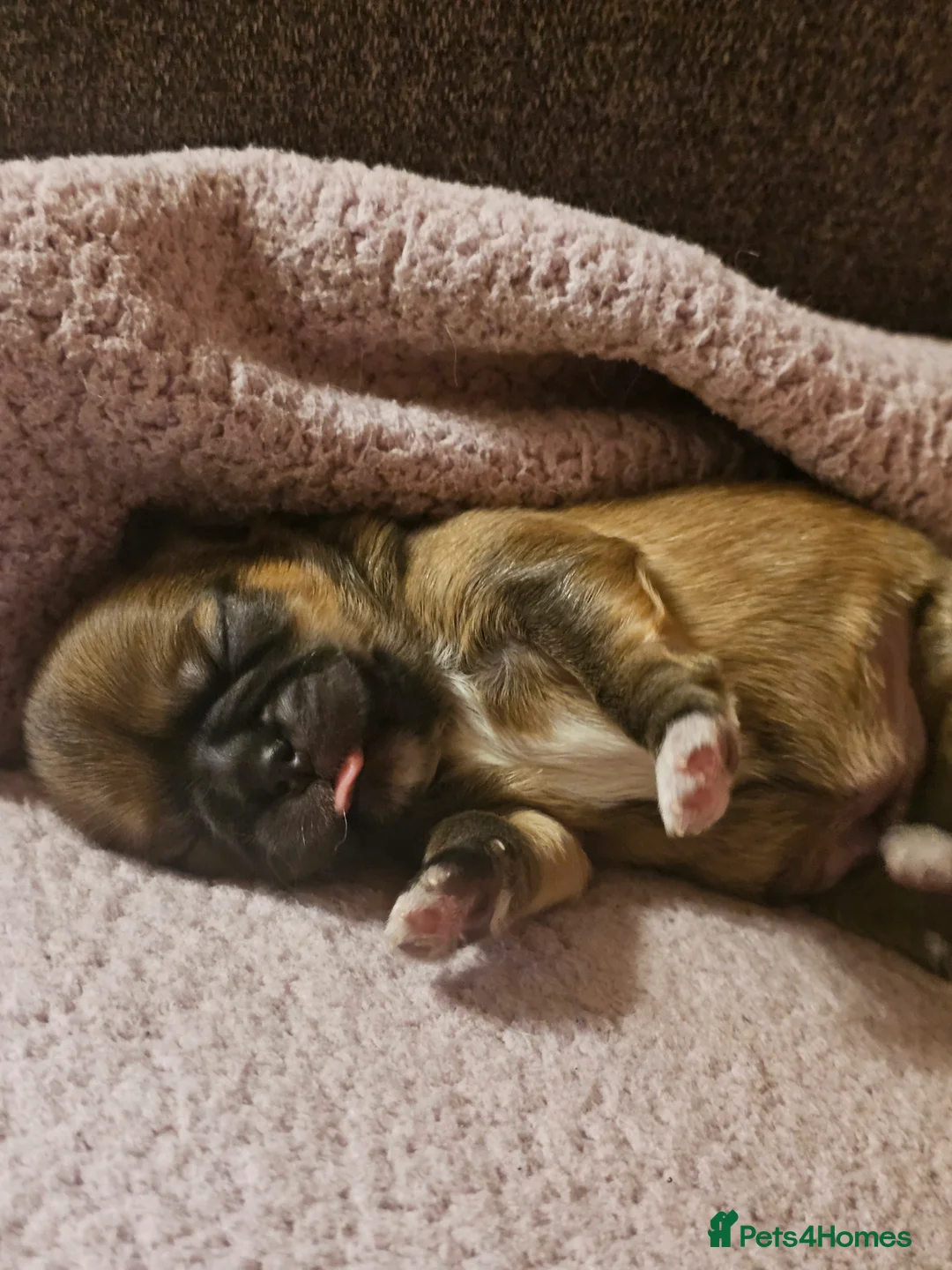 Shih Tzu dogs for sale: Shihtzu  - Advert 9