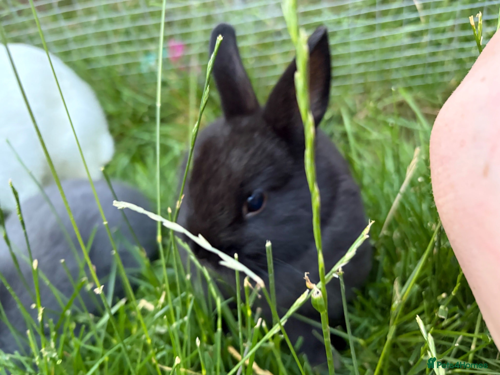 Netherland Dwarf rabbits Pure Netherland dwarf   - Advert 2