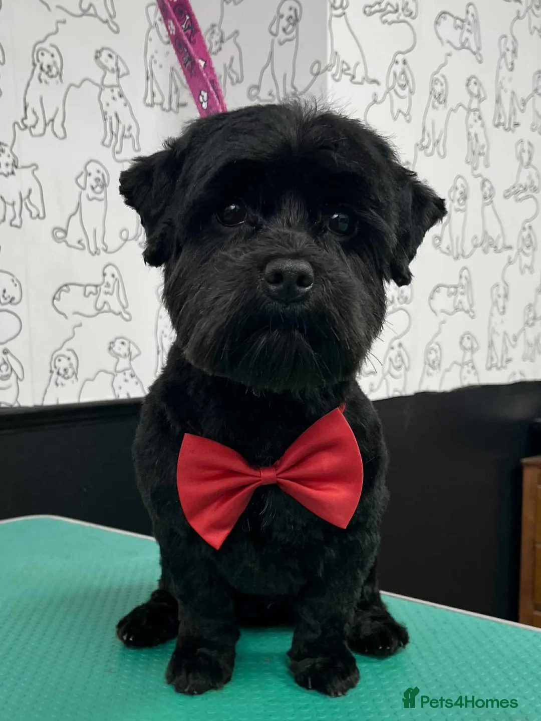 Havanese dogs for sale: Adorable Havanese Puppy Boy Available - Advert 13