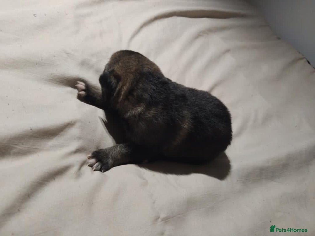 German Shepherd dogs for sale: German shepherd puppy’s kennel club registered  - Advert 36