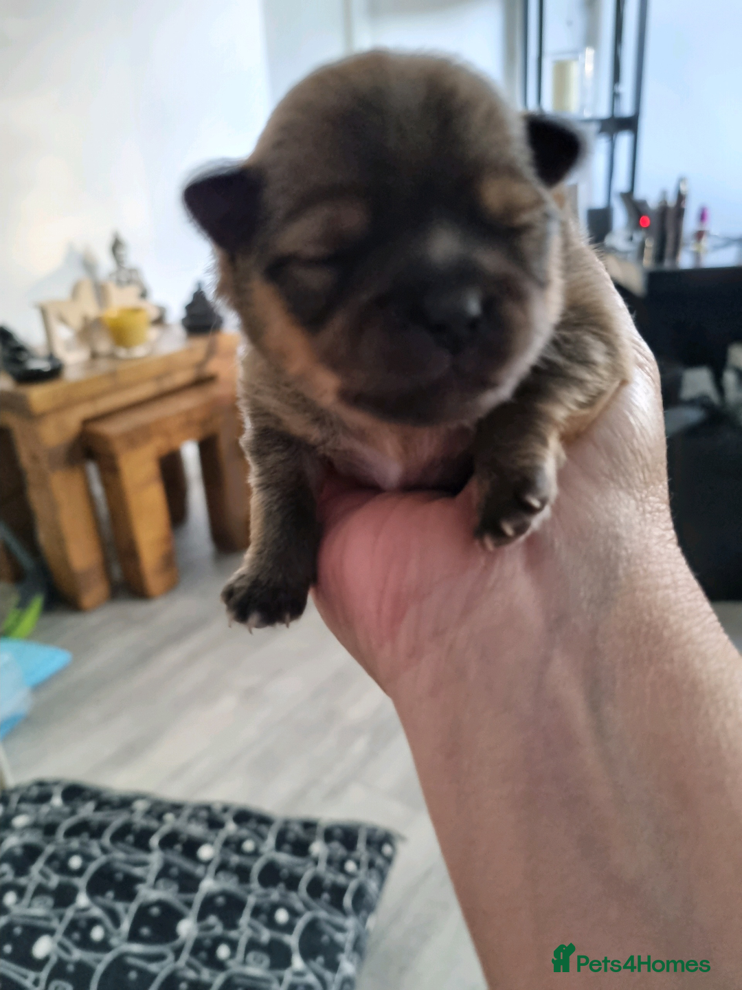 Pomeranian dogs for sale: Beautiful Pomeranians  - Image 5
