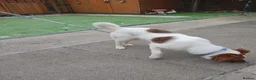 Mixed Breed dogs for adoption: Cricket  - Advert 3