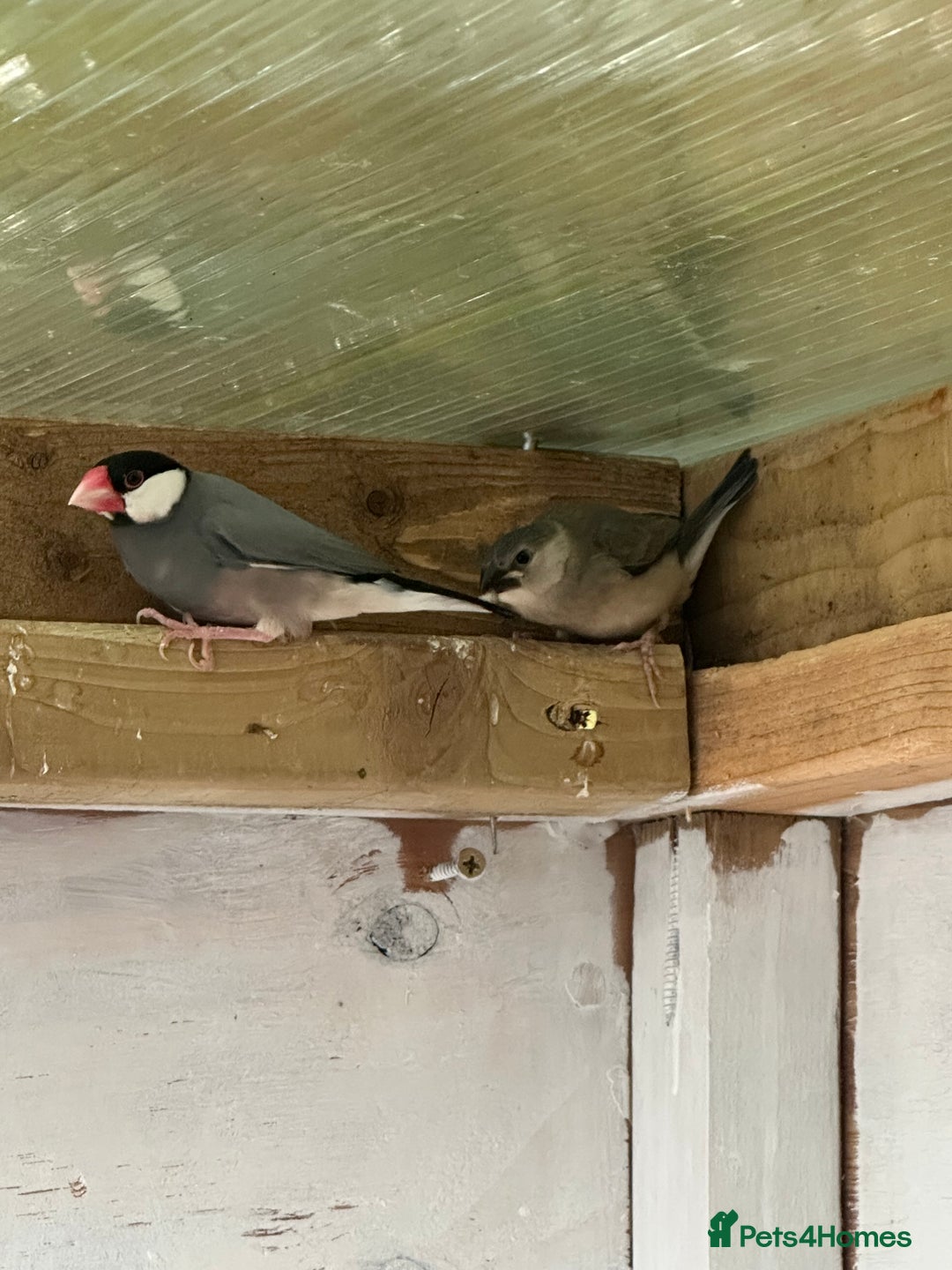 Finches birds for sale: Java finches - Image 1