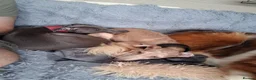 Italian Greyhound dogs for sale: Italian greyhound / whippet  - Advert 9