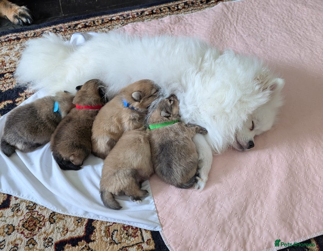 Pomeranian dogs for sale: Pomeranian kc registered boy pup, last in litter - Advert 8