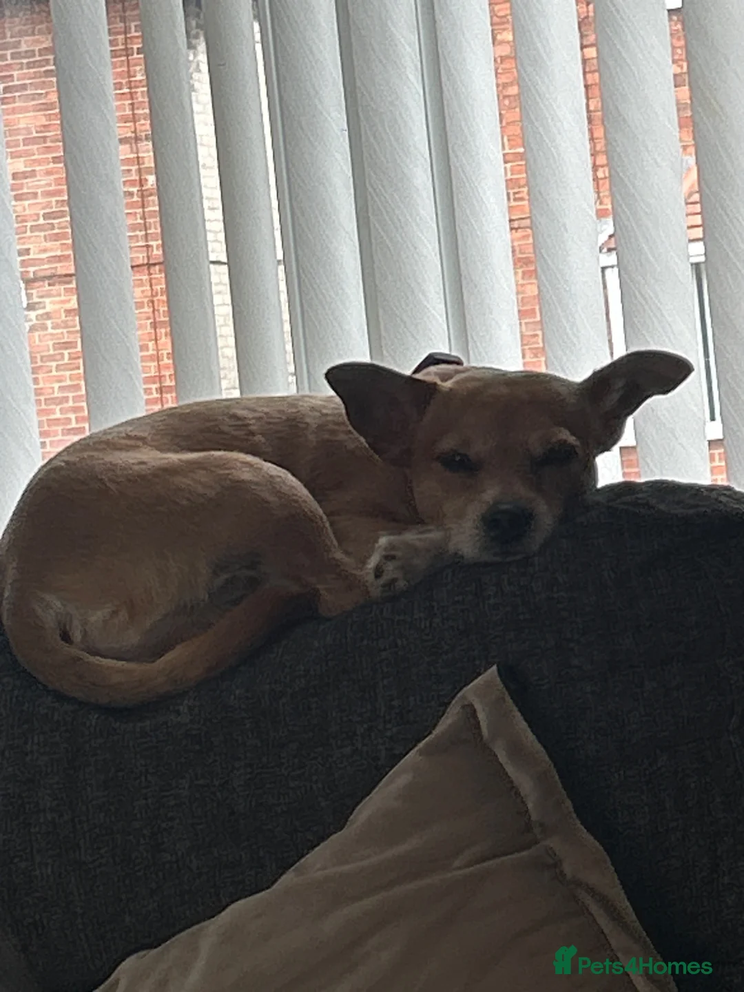 Mixed Breed dogs for sale: Ginger dog names rollie in Billingham - Advert 1