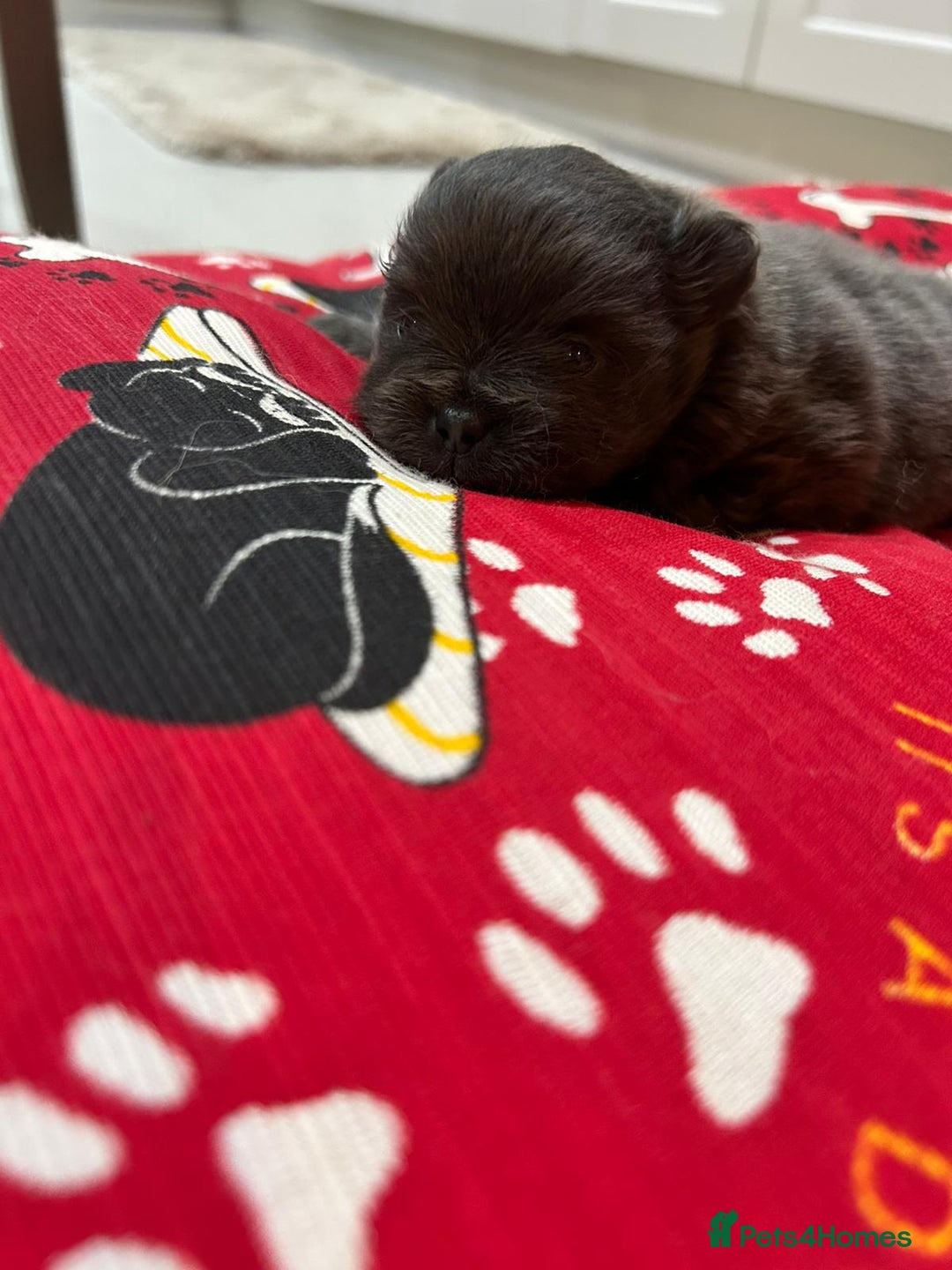 Pomeranian dogs for sale: Blue girl pomeranian - Advert 2