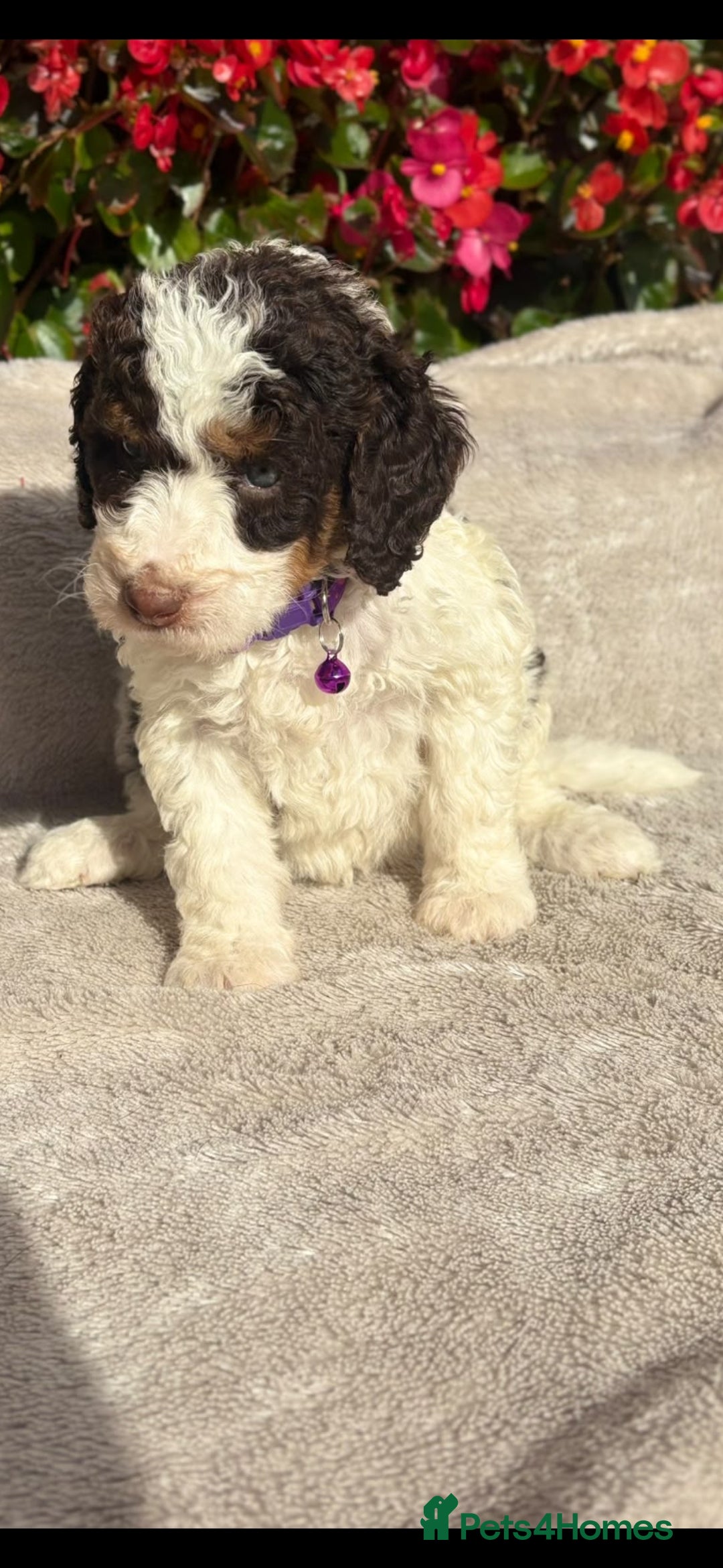 Bernedoodle dogs F1b health tested bernedoodle pups - Advert 2