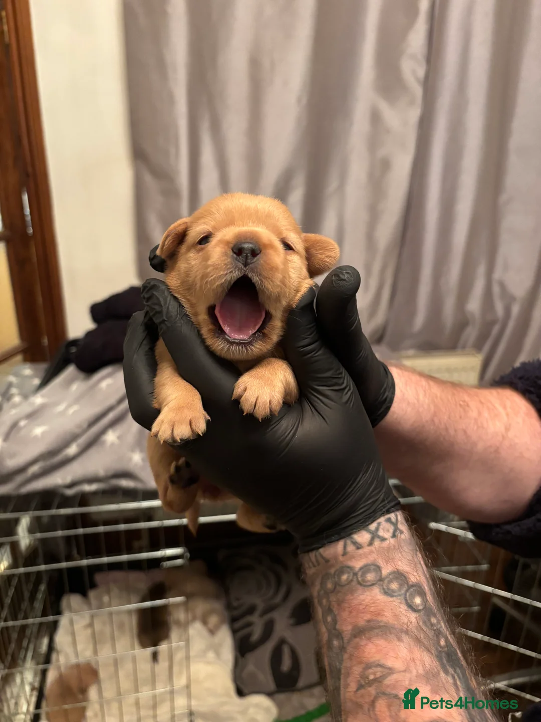 Mixed Breed dogs for sale: Floodles - Advert 9