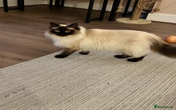 Mixed Breed cats for sale: 1/2 Ragdoll kittens - Image 19