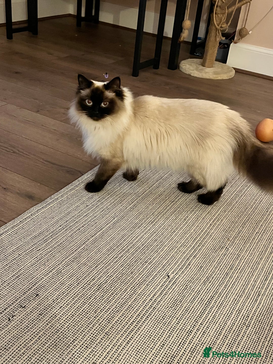 Mixed Breed cats for sale: 1/2 Ragdoll kittens - Image 19