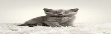 British shorthair 4