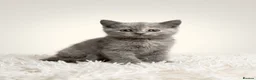 British Longhair cats for sale: Gorgeous GCCF registered British long & shorthair  - Advert 4