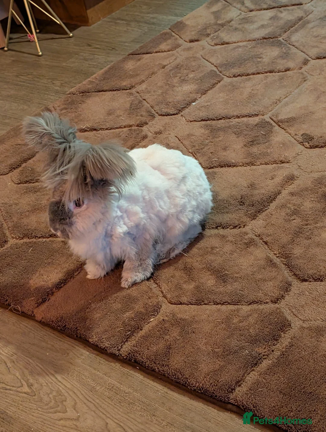 Angora rabbits for sale: Female angora and male dwarf teddy rabbits  in London - Advert 2