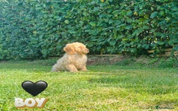 Cockapoo dogs for sale: 6 beautiful champagne and gold 🐶  - Image 18