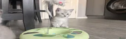 Mixed Breed cats for sale: Ragdoll Cross Ready now - Advert 8