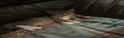 Mixed Breed cats for sale: Tabby torty cross in Derby - Advert 14