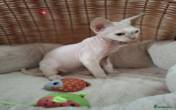Devon Rex cats for sale: 🥰Leo lilac point with blue eyes Ready now - Image 6