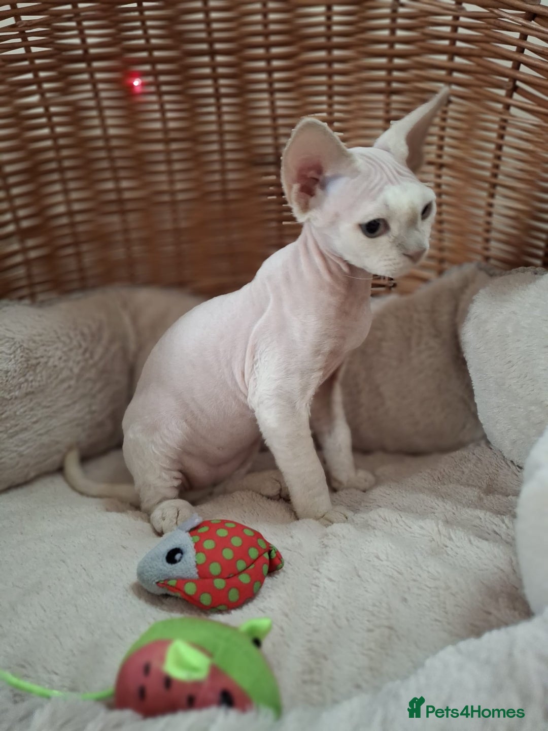 Devon Rex cats for sale: 🥰Leo lilac point with blue eyes Ready now - Image 6