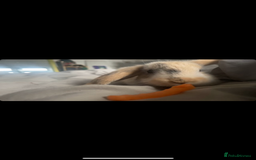 Harlequin rabbits for sale:  Gorgeous rabbit looking for her new home  - Image 5