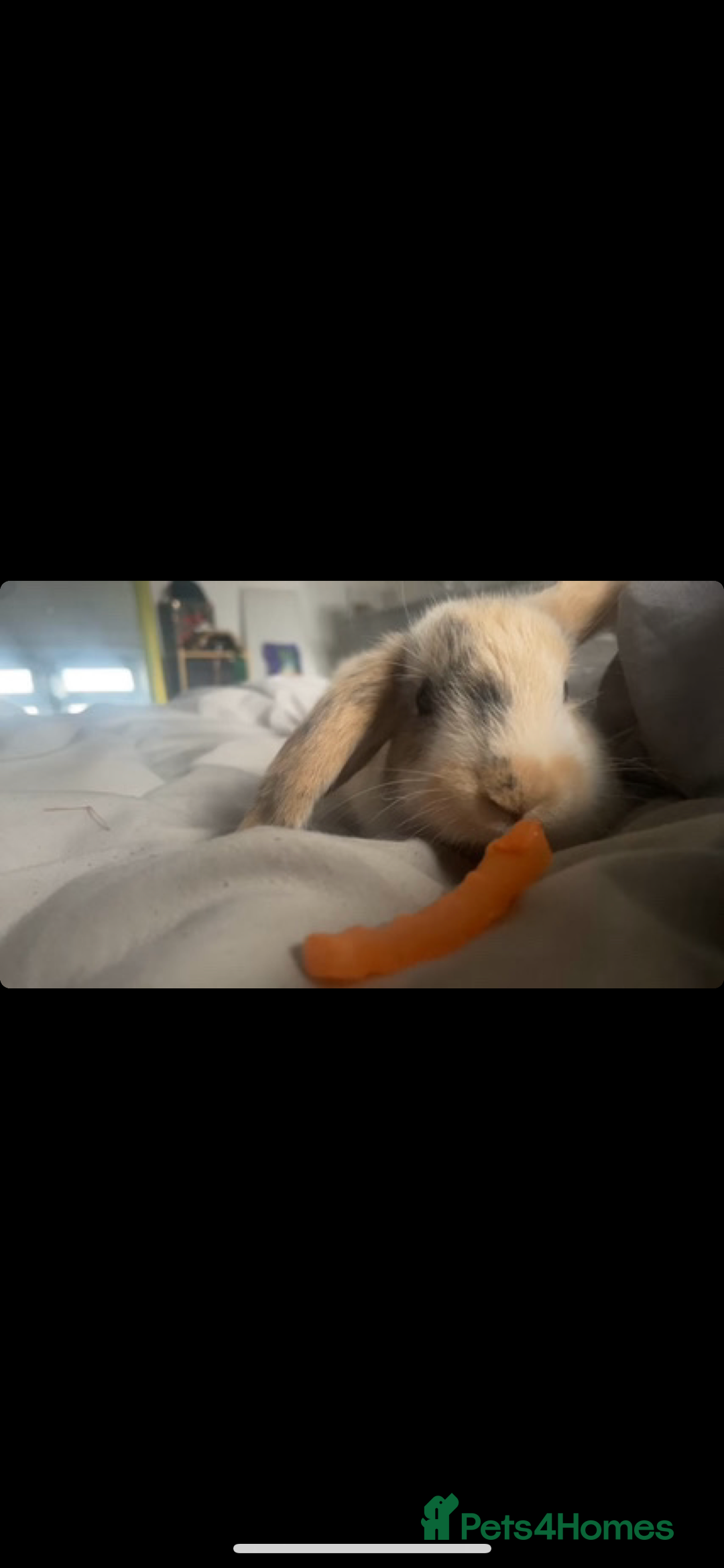 Harlequin rabbits for sale:  Gorgeous rabbit looking for her new home  - Image 5