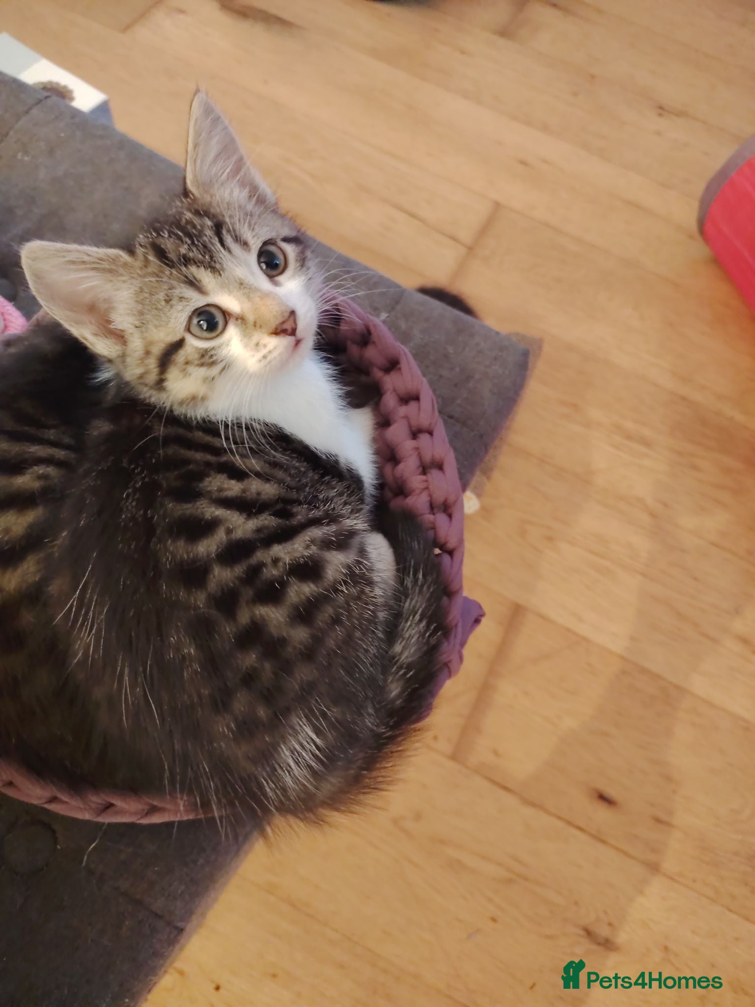 Mixed Breed cats 1 kitten Bengal X  - Advert 15