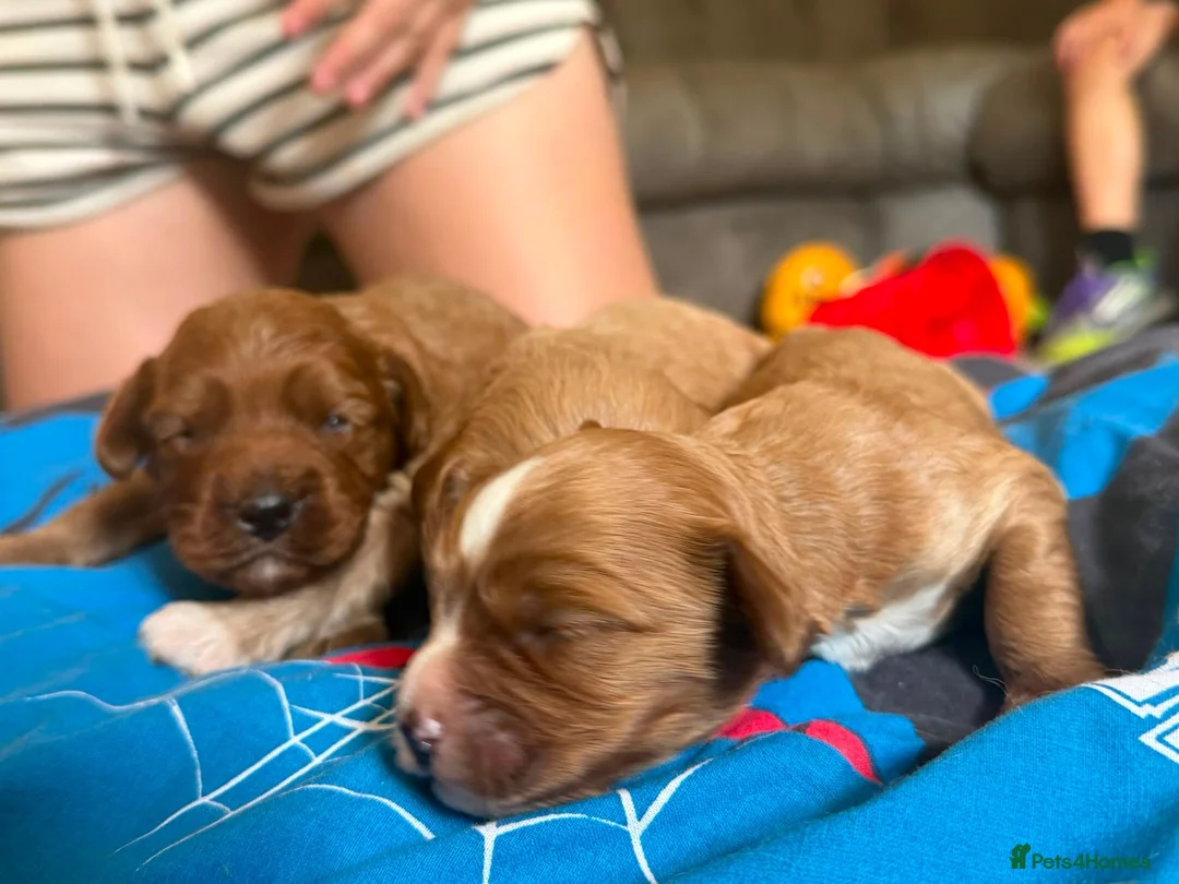 Cavapoo dogs for sale: 3 beautiful cavapoos - Advert 2